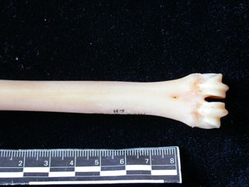 Media type: image;   Mammalogy 61368